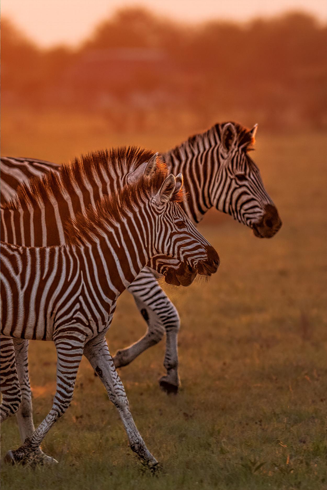 Group of zebras in Botswana
