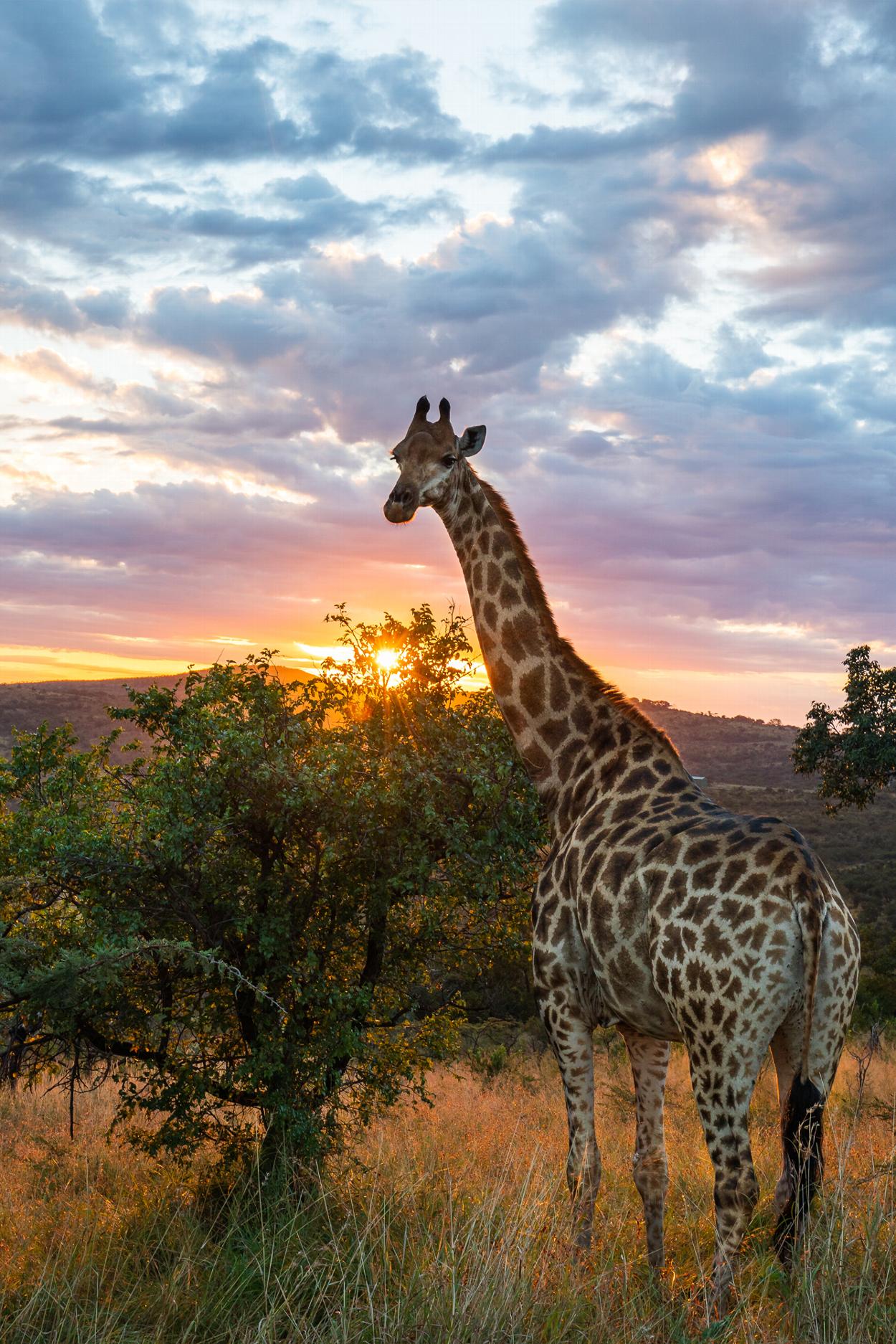 Wild giraffe in South Africa