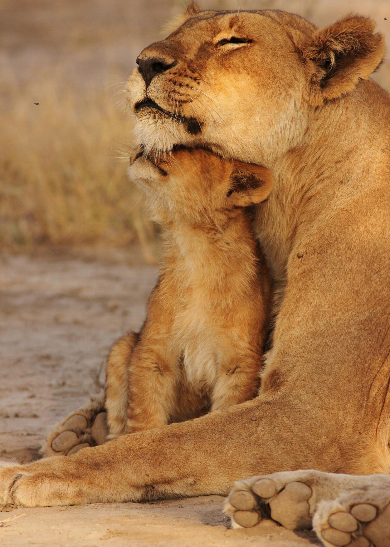 Lioness with cub in Southern Africa