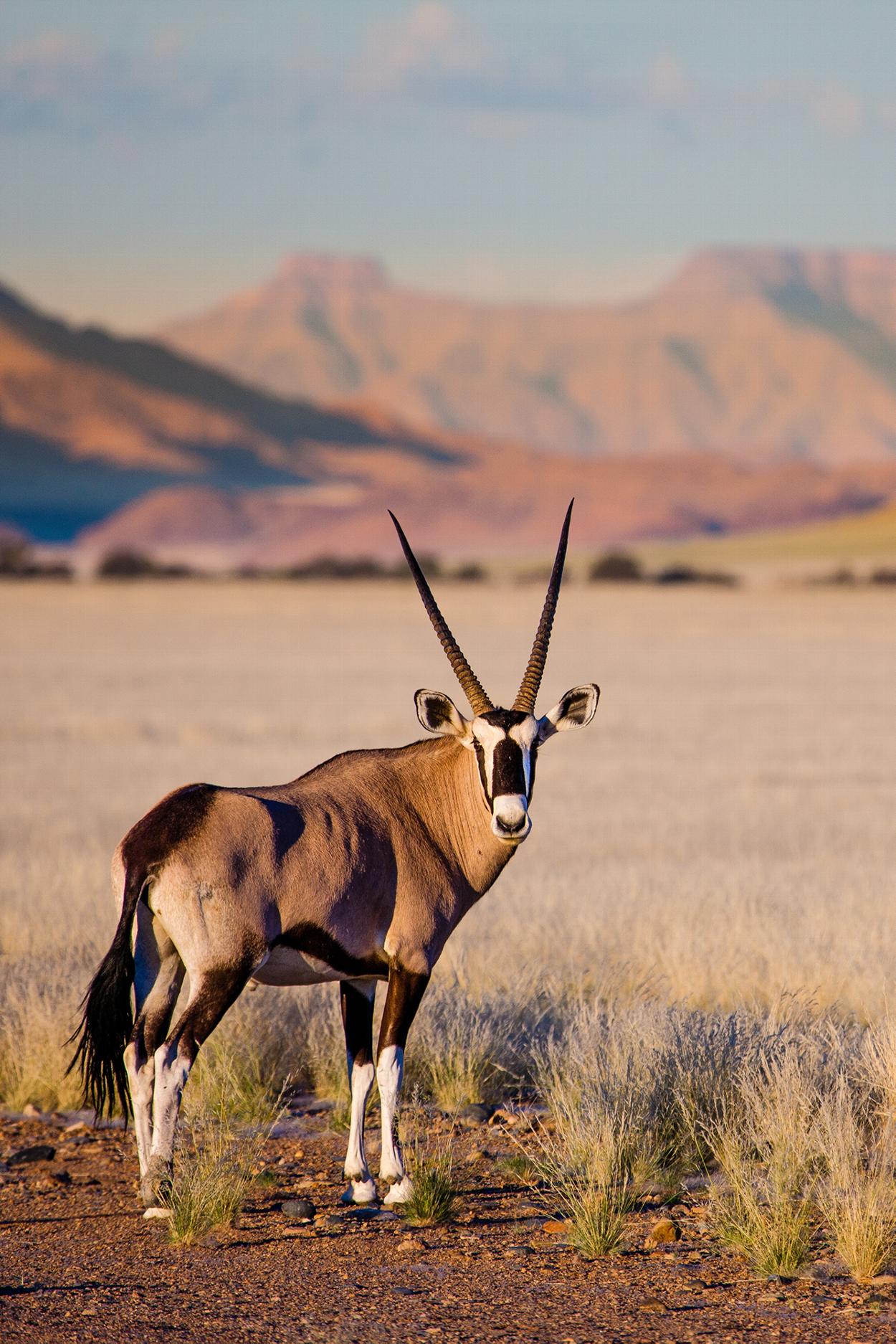 Wild oryx in Namibia