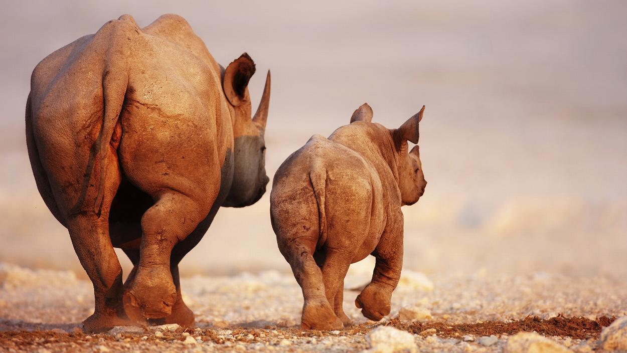 Black rhinos in Southern Africa